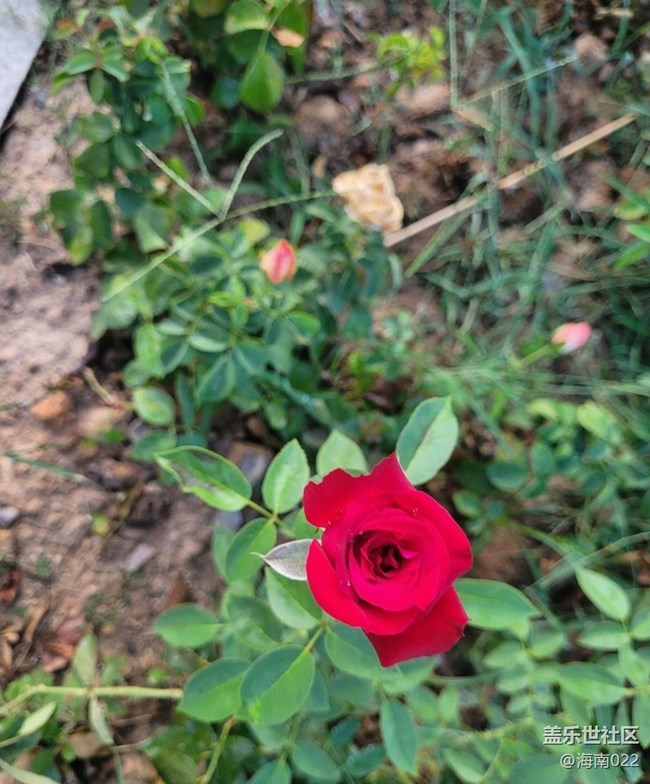 【初夏的顏色】五彩玫瑰