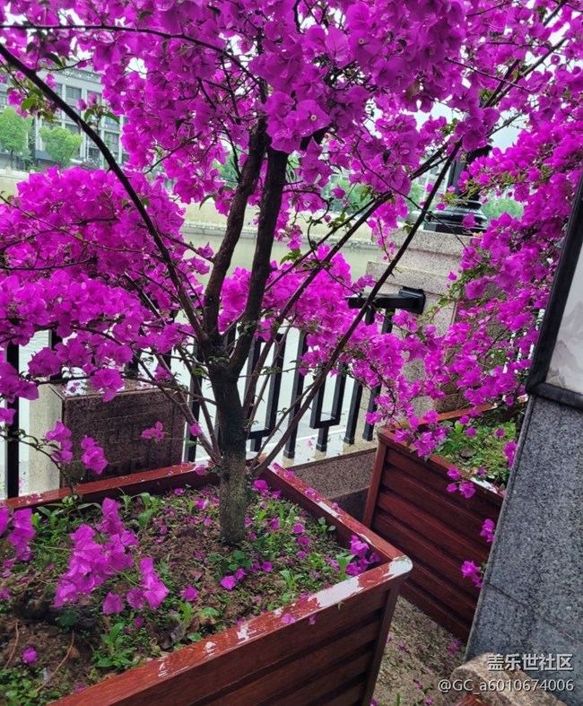 【初夏的顏色】花開茂盛