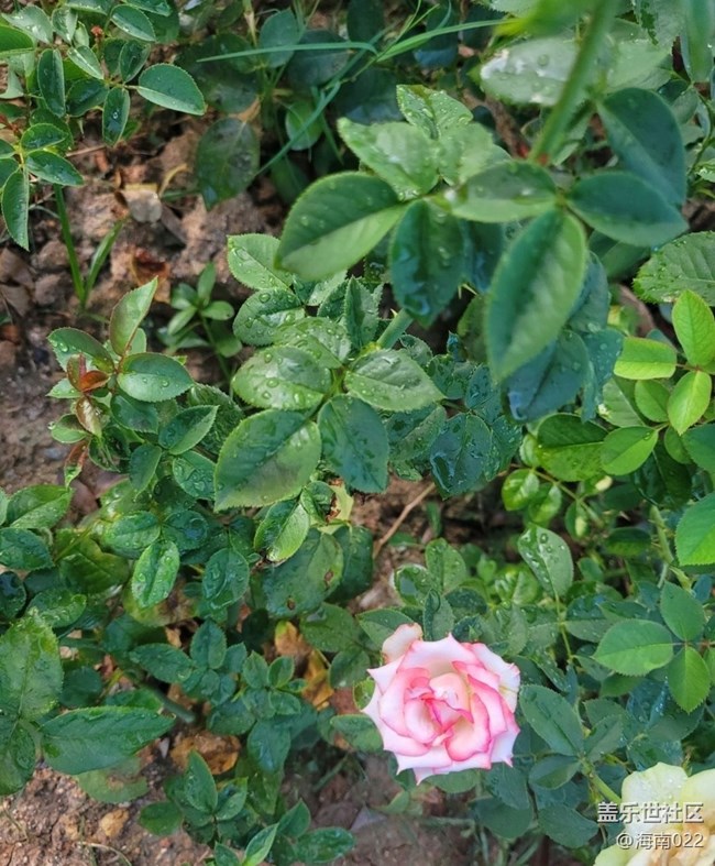 【初夏的顏色】五彩玫瑰