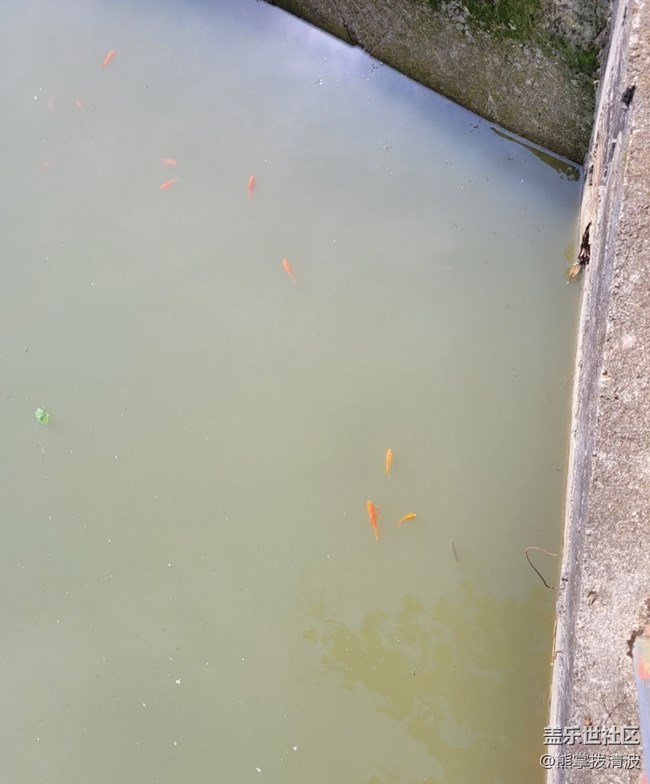【輕夏趣生活】小魚兒