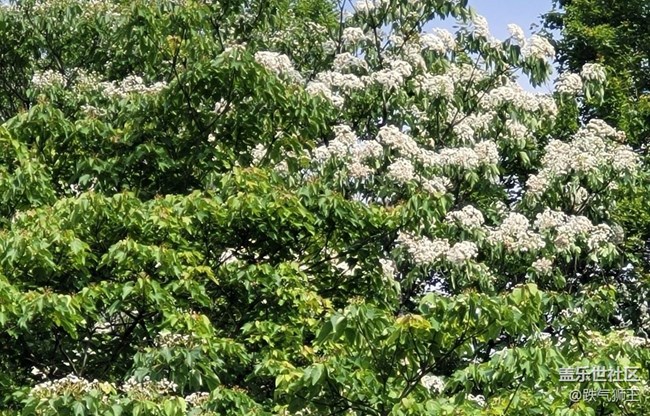 【捕捉初夏之美】繁花盛開(kāi)