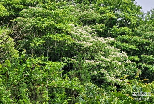 【捕捉初夏之美】繁花盛開(kāi)