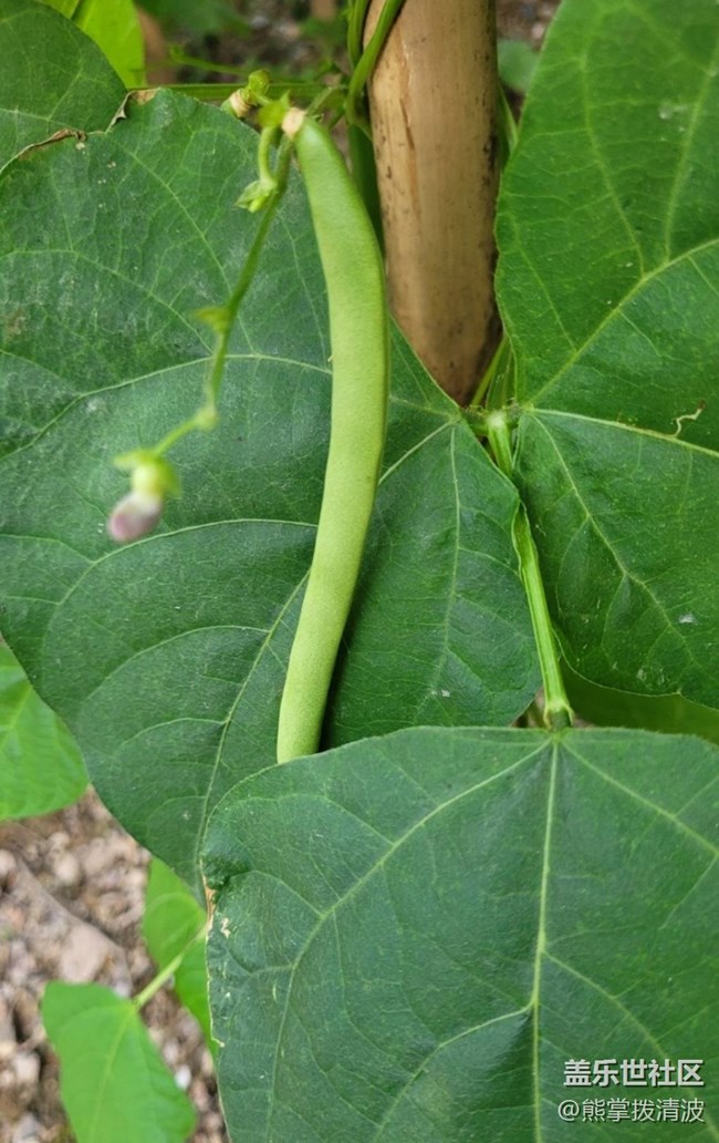 【捕捉初夏之美】小豆子