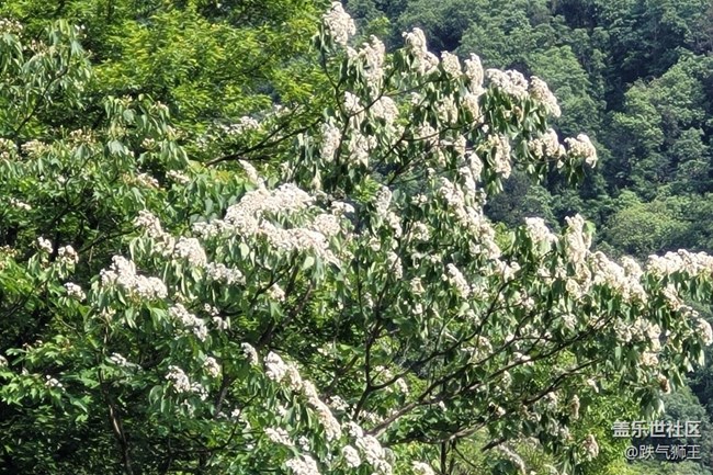 【捕捉初夏之美】繁花盛開(kāi)