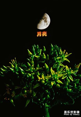 月亮彎彎花上掛
