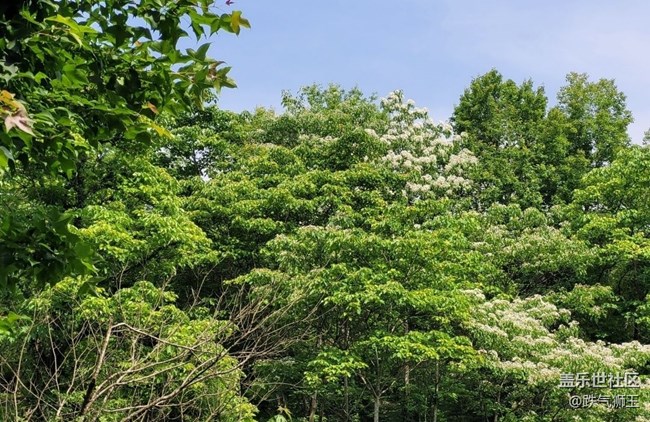 【捕捉初夏之美】繁花盛開(kāi)
