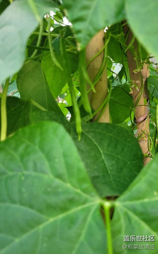 【捕捉初夏之美】小豆子