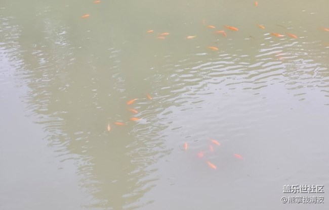【輕夏趣生活】小魚兒