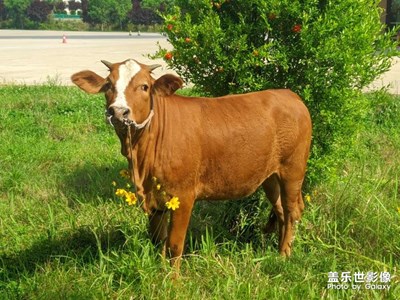 小牛牛