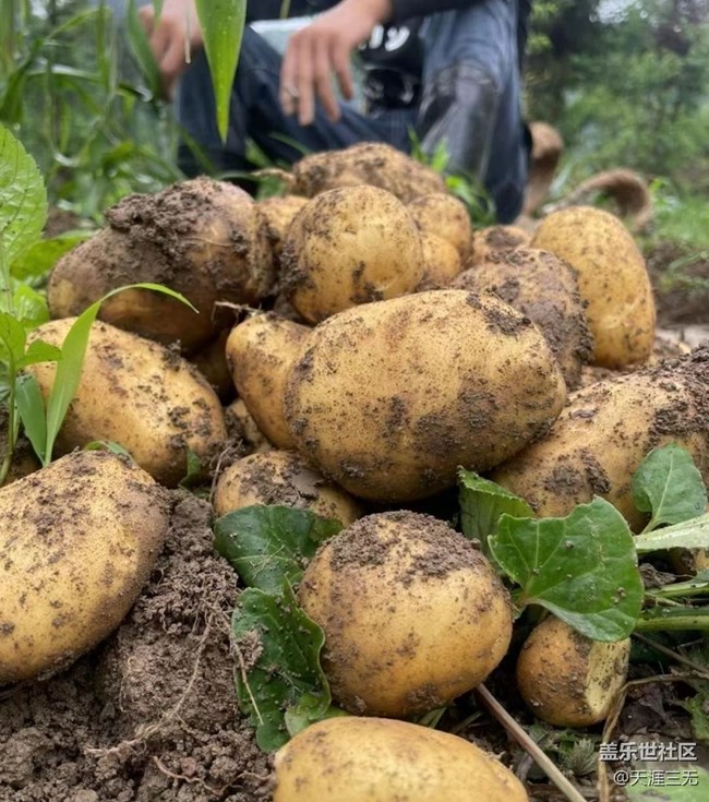 【記錄每一幀】挖土豆