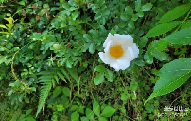 【初夏的顏色】路邊花