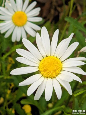 【悠閑時(shí)光】+ 花和蜜蜂