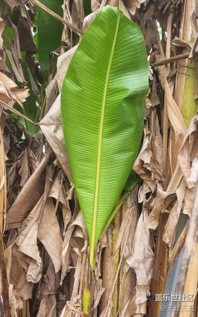 【初夏的顏色】香蕉樹