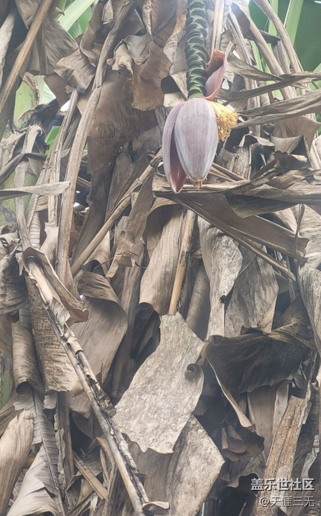 【初夏的顏色】香蕉樹