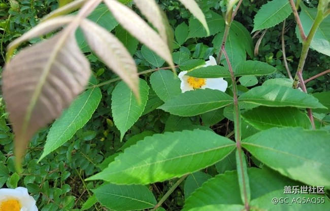 【初夏的顏色】路邊花
