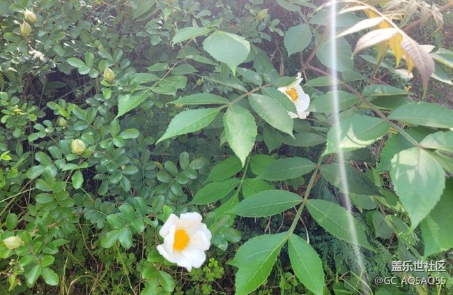 【初夏的顏色】路邊花