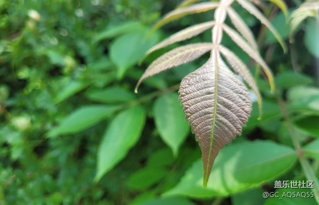 【初夏的顏色】路邊花
