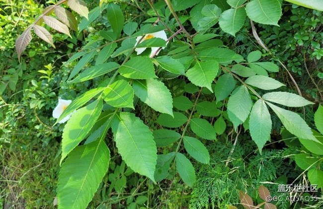 【初夏的顏色】路邊花