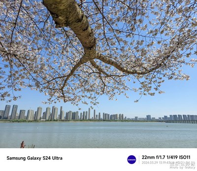 【黎叔叔】主題：櫻花??（6P）