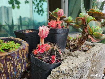 【悠閑時(shí)光】+ 多肉開花