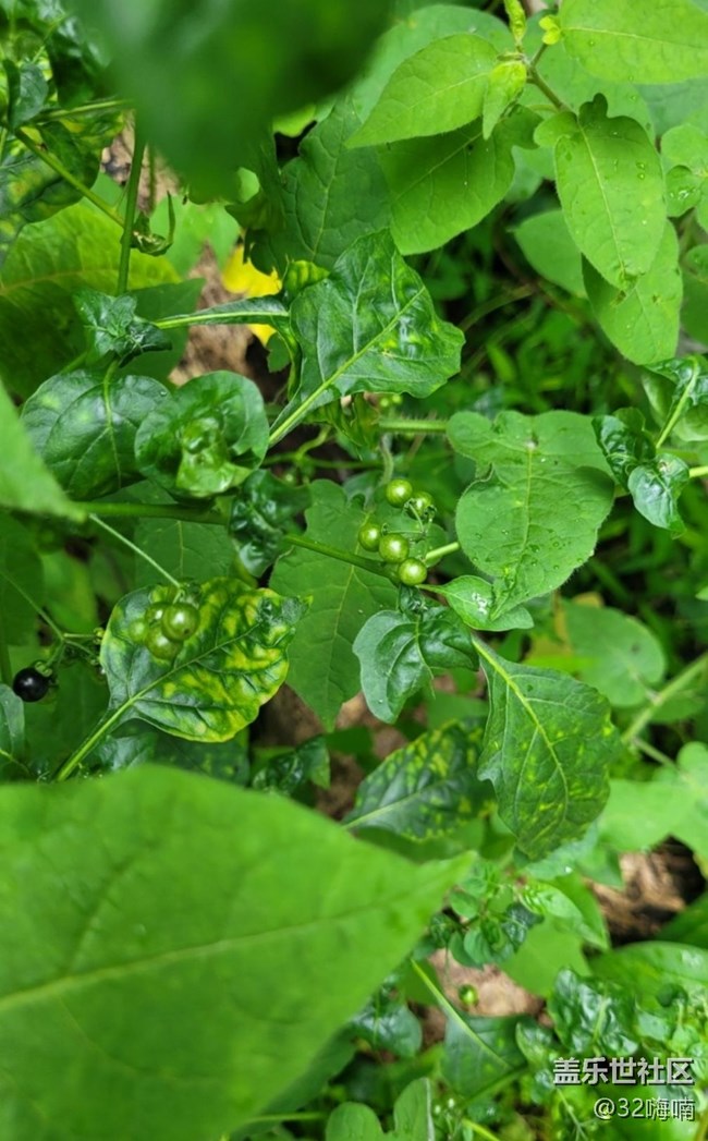 【記錄每一幀】綠植
