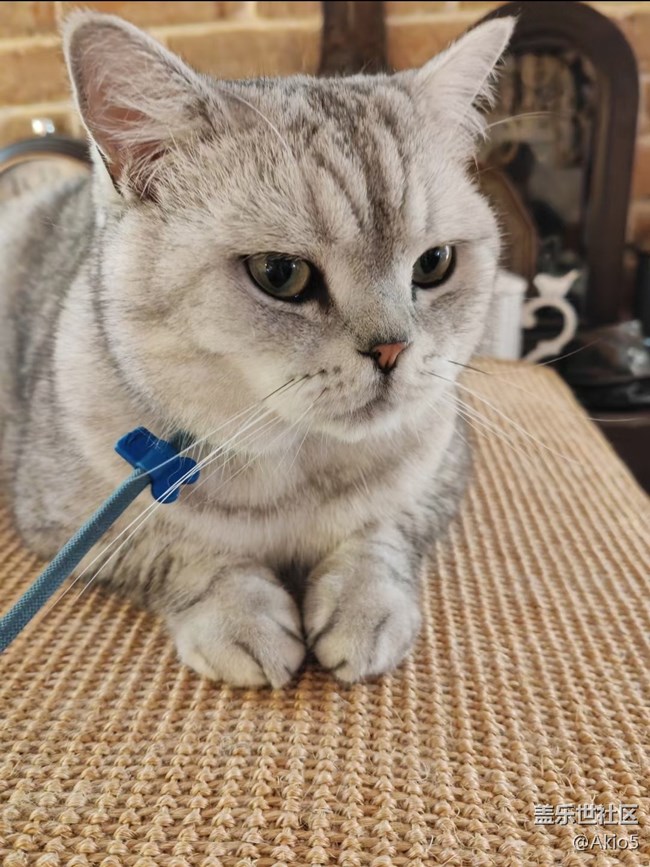 【瞬彩五月】貓貓