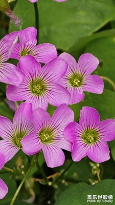 【悠閑時(shí)光】+ 散步隨拍