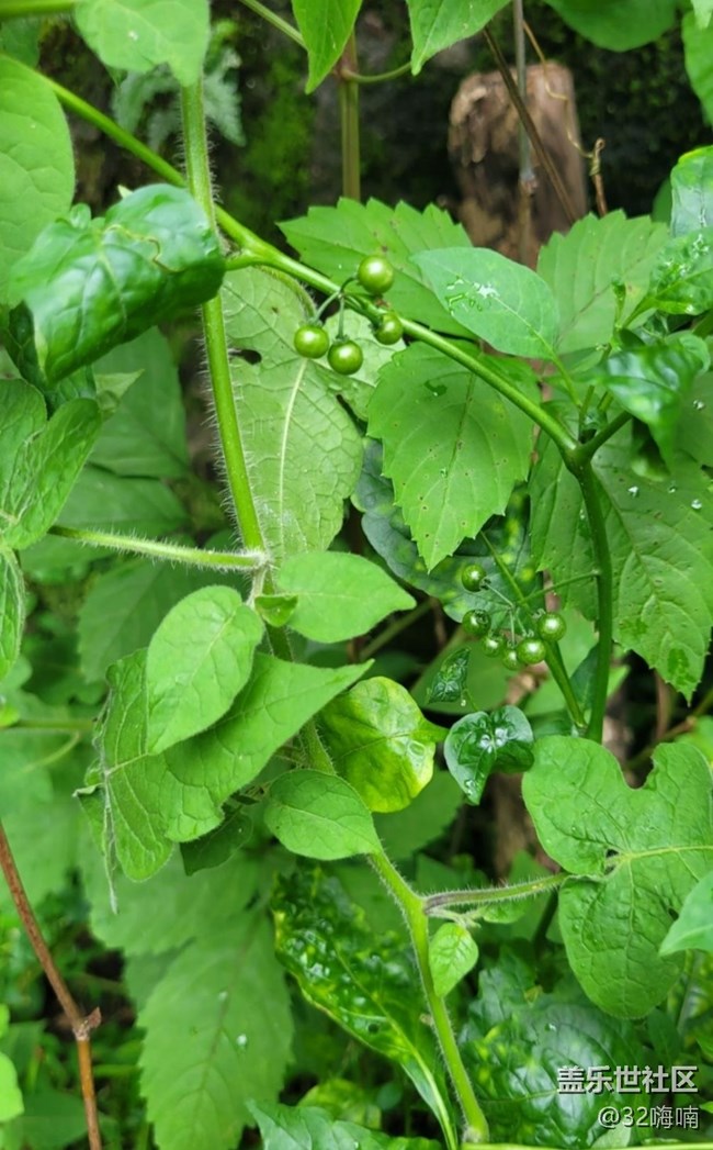 【記錄每一幀】綠植