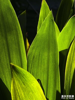 【三星長焦攝影】鏡頭里的夏日