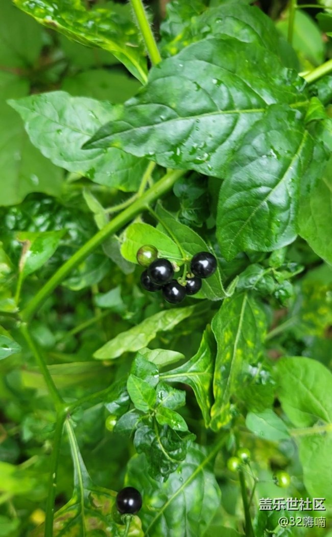 【記錄每一幀】綠植