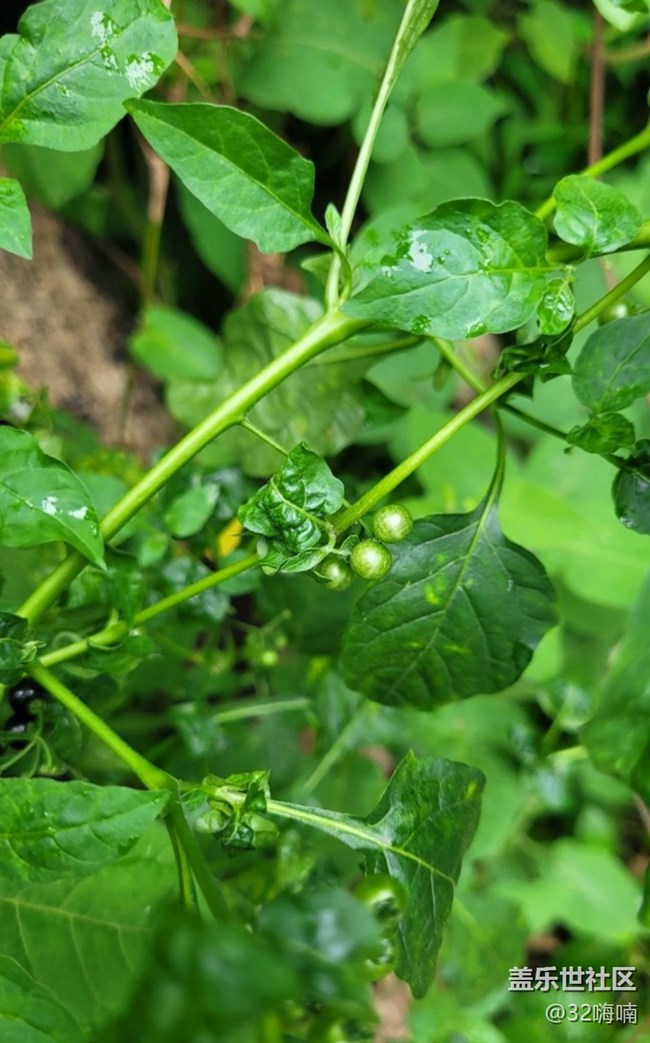 【記錄每一幀】綠植