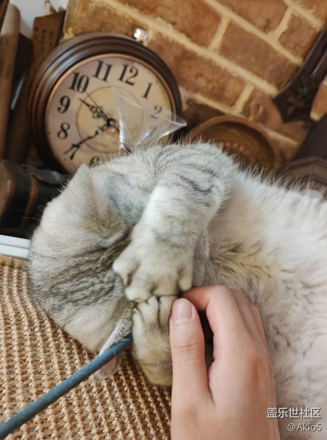 【瞬彩五月】貓貓