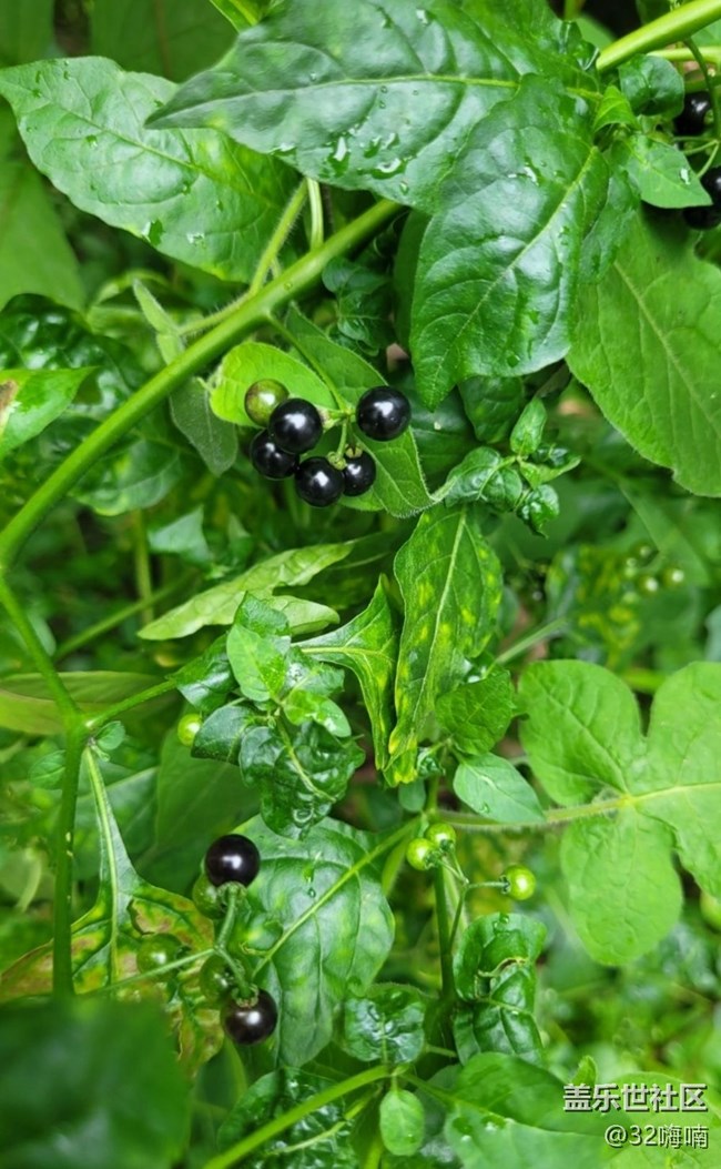 【記錄每一幀】綠植