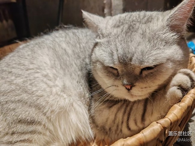 【瞬彩五月】貓貓