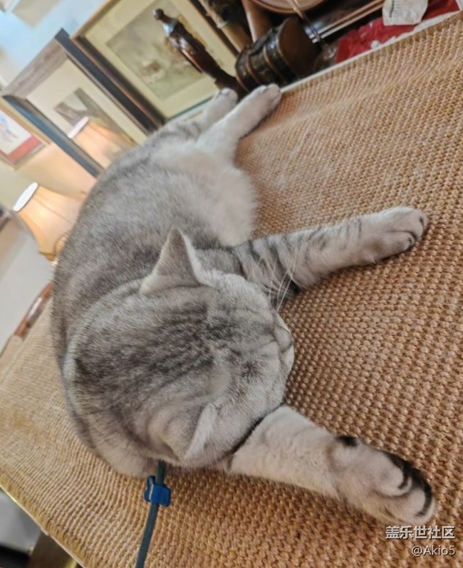 【瞬彩五月】貓貓