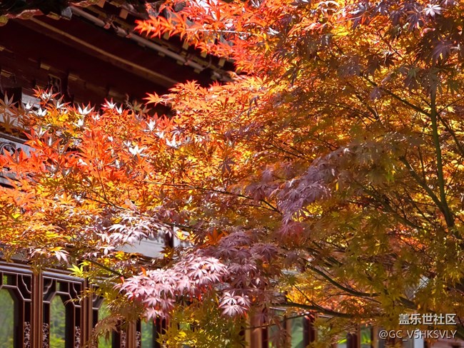 【南翔檀園線下攝影活動(dòng)】+江南