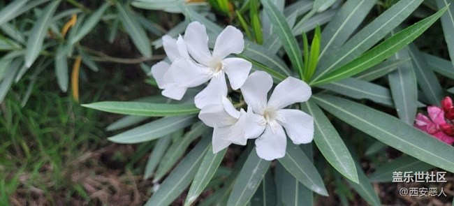 【初夏的顏色】花的海洋