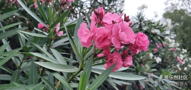 【初夏的顏色】花的海洋