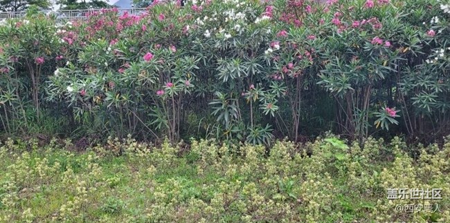 【初夏的顏色】花的海洋