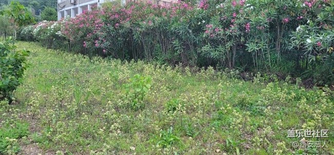 【初夏的顏色】花的海洋