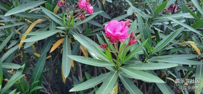 【初夏的顏色】花的海洋