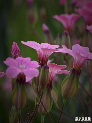 【時光留影】+夏收觀花