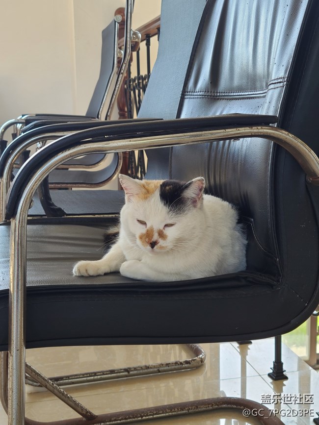 【陪伴我的動物伙伴】三花寶貝