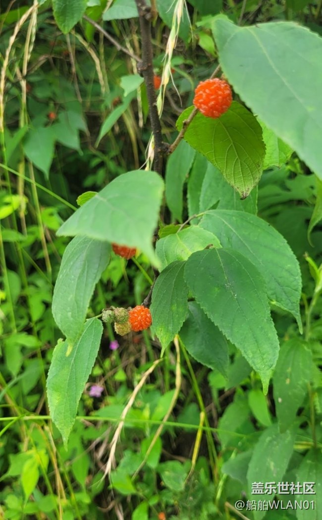 【輕夏趣生活】野外游走