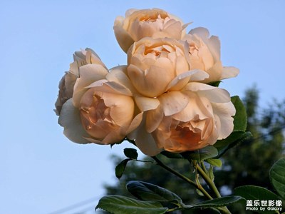 【時光留影】+好一朵美麗的月季花