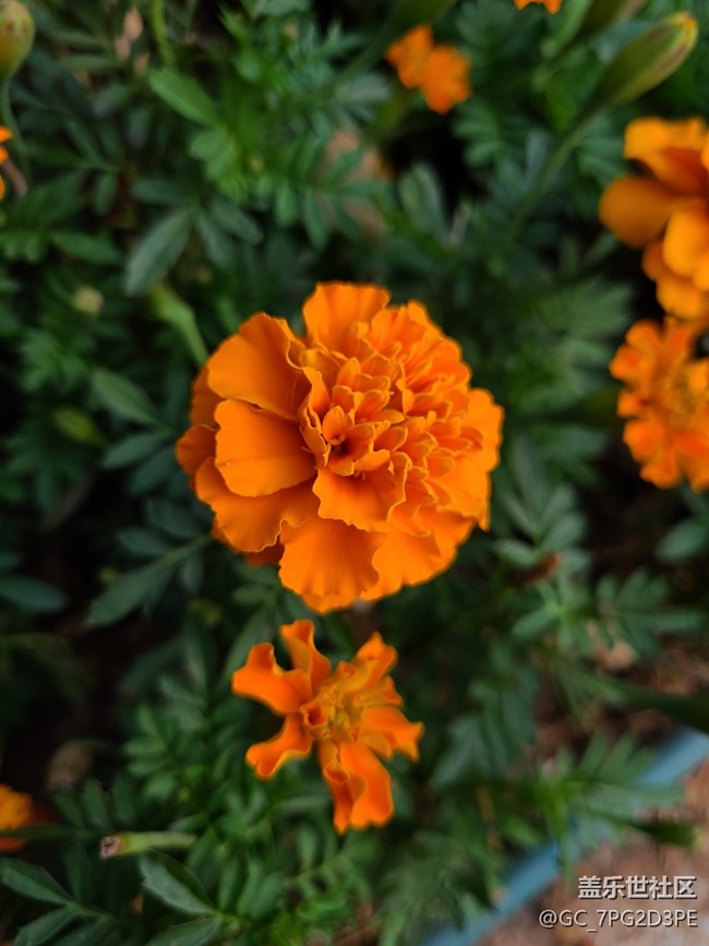 【最美的花朵】萬壽菊