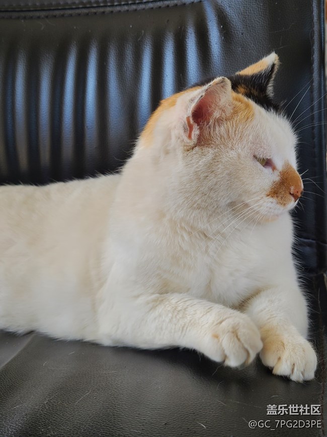 【陪伴我的動物伙伴】三花寶貝