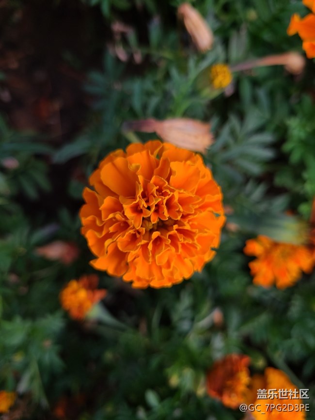 【最美的花朵】萬壽菊