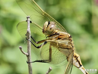長焦微距之蜻蜓