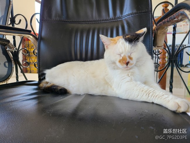 【陪伴我的動物伙伴】三花寶貝